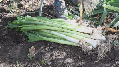 Lemon Grass Herb ( LIVE PLANT) Jamaican Fever grass, Asian Vegetable